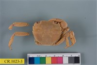 藏品(絨毛近方蟹)的圖片